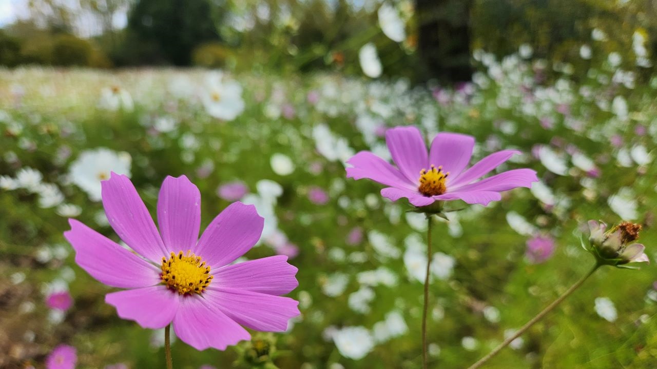 image from The Cosmos Flower and the Art of Letting Go